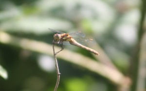 A female Common Darter dragonfly.