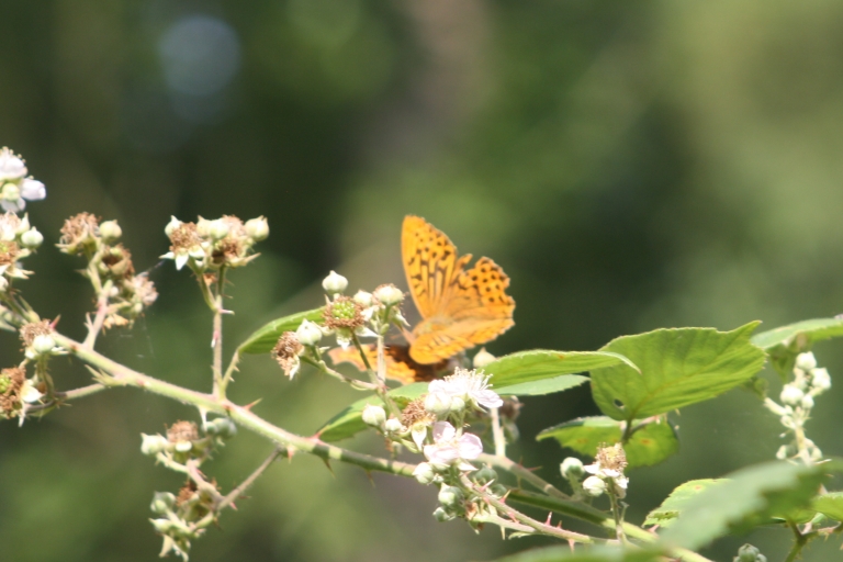 The male Silver-washed Fritillary has a Comma as its reflection.