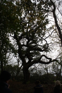 One of the veteran oaks along the boundary.