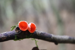 Scarlet Elfcup fungus on a twig.