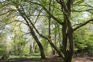 These impressive hornbeams stand just inside Reffley Spring Wood.