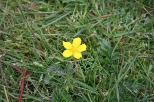 The silverweed is currently in flower near the pond.